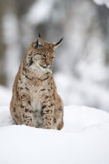 Obraz premium Ein eurasischer Luchs im Schnee