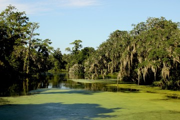 Wilmington Spanish Moss