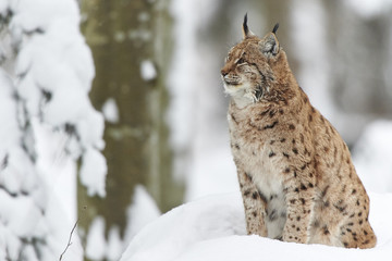 Ein eurasischer Luchs im Schnee