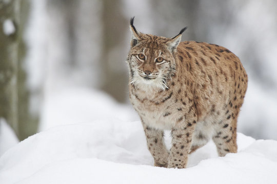 Ein eurasischer Luchs im Schnee