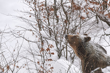 Ein europäischer Braunbär im Schnee