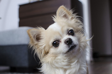 Brown and white chihuahua