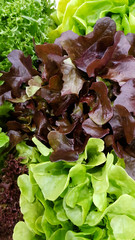lettuce closeup as a background