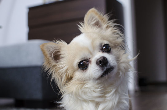 Brown and white chihuahua