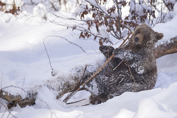 Junger europäischer Braunbär beim spielen