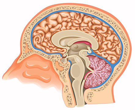 Human brain anatomy
