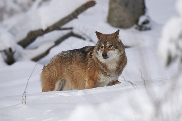 Naklejka premium Ein europäischer Wolf im Schnee