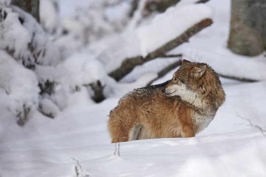 Ein europ&auml;ischer Wolf im Schnee