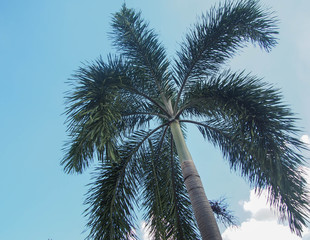 palm tree on blue sky background