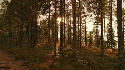 Forest in Finland