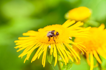 view of a insect and a yellow flower