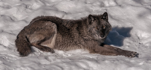 Black fox in the snow