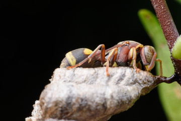 Super macro wasp on its nest