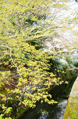 京都　新緑の哲学の道