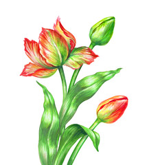 watercolor red tulips, botanical illustration, isolated on white background