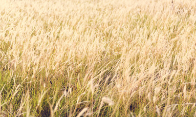 vintage grass flower field in nature