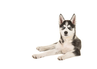 Husky puppy with two blue eyes lying on the floor isolated on a white background