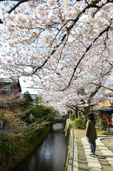 京都　哲学の道の桜