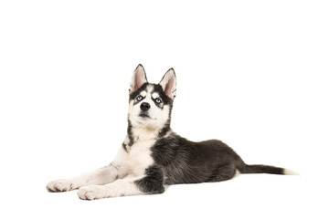 Husky puppy with two blue eyes lying on the floor seen from the side looking up isolated on a white background