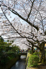 Fototapeta premium 京都 哲学の道の桜