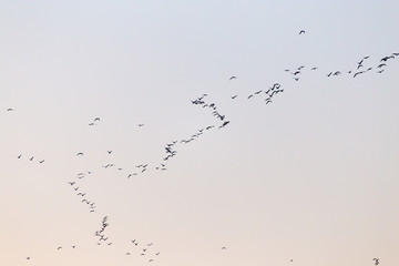 a flock of birds at sunset