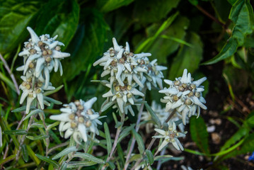 plants and beautiful flower