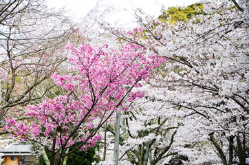 京都　哲学の道の桜