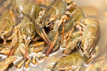 Live crayfish in the water as a background