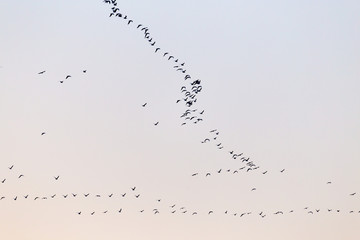 a flock of birds at sunset