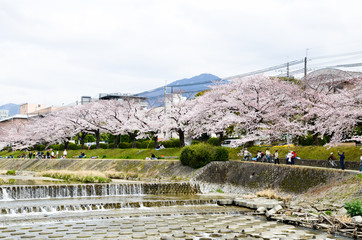 京都　高野川沿いの桜と比叡山