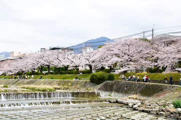 Stickers pour porte Fleur de cerisier 京都　高野川沿いの桜と比叡山
