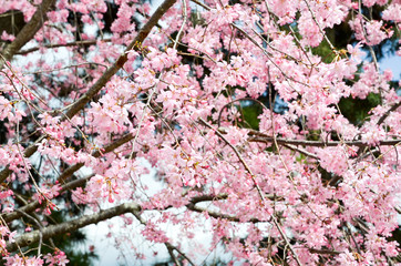 京都・賀茂川沿い　半着の道の八重桜