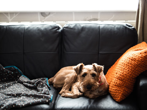 Irish Terrier dog sat on a sofa