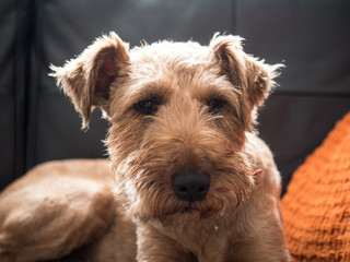 Irish Terrier dog sat on a sofa