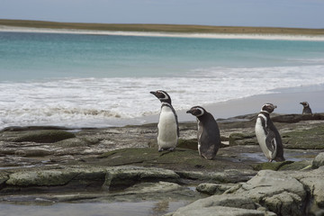 Obraz premium Magellanic Penguins (Spheniscus magellanicus) on a large sandy beach on Bleaker Island in the Falkland Islands.