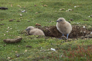 Falkland Skua chicks (Catharacta antarctica) sheltering in a scape in the ground on Bleaker Island in the Falkland Islands.
