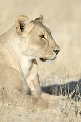 Lion in Etosha National Park.