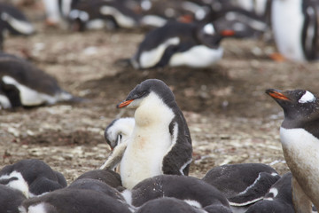 Group of Gentoo Penguin chicks (Pygoscelis papua) in a creche on Bleaker Island in the Falkland Islands