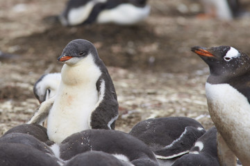 Fototapeta premium Group of Gentoo Penguin chicks (Pygoscelis papua) in a creche on Bleaker Island in the Falkland Islands