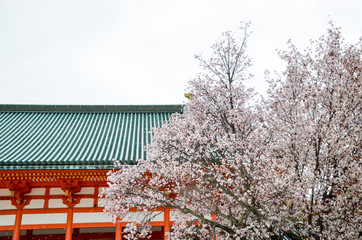 京都　平安神宮の桜