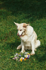Cute white labrador dog with fresh flowers wreath circle
