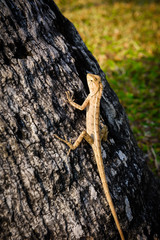 lizards,chameleon,chameleon on tree