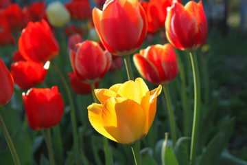 Beautiful bright red and yellow tulips