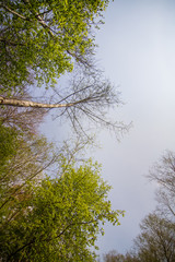A beautiful norther Europe forest landscape in late spring