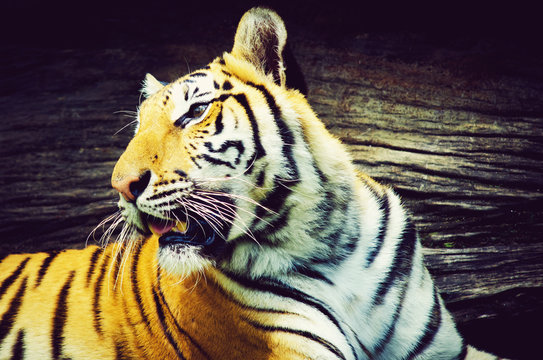 Portrait of a tiger,vintage style