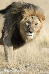 Fototapeta na wymiar Lion in Etosha National Park.