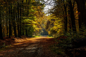 Obraz premium Beautiful autumn