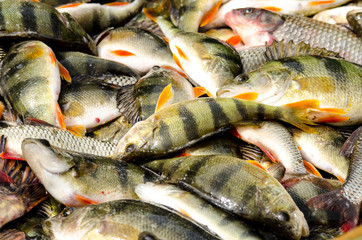 Fresh catch of river fish