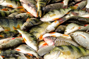 Obraz premium Fresh catch of river fish