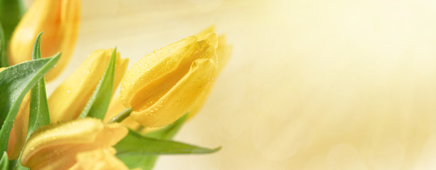Floral background with yellow tulip flowers